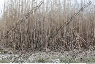 Photo Texture of Grass Tall 0006